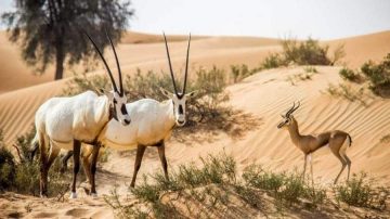 محمية الإمام تركي بن عبد الله توفر وظائف في عدة تخصصات